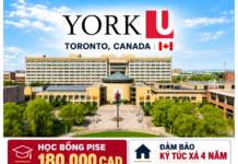 YORK UNIVERSITY (TORONTO, CANADA): LỘ TRÌNH ĐA NGÀNH, CHỖ Ở ĐẢM BẢO VÀ CƠ HỘI HỌC BỔNG CHO HỌC SINH VIỆT NAM NHẬP HỌC FALL 2027